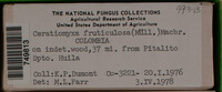 Ceratiomyxa fruticulosa var. fruticulosa image